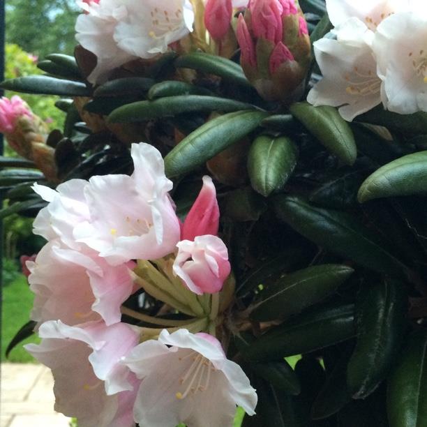 Rhododendron Degronianum subsp. Heptamerum in the GardenTags plant encyclopedia Japanese Standard Rhododendron in the GardenTags plant encyclopedia