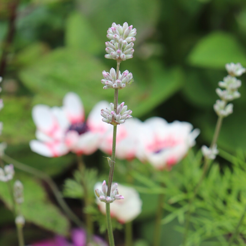 Lavandula angustifolia Ellagance Pink (Ellagance Series) in the GardenTags plant encyclopedia Lavender Ellagance Pink in the GardenTags plant encyclopedia