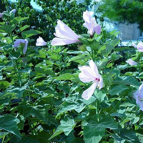 Hibiscus grandiflorus in the GardenTags plant encyclopedia Swamp Hibiscus in the GardenTags plant encyclopedia