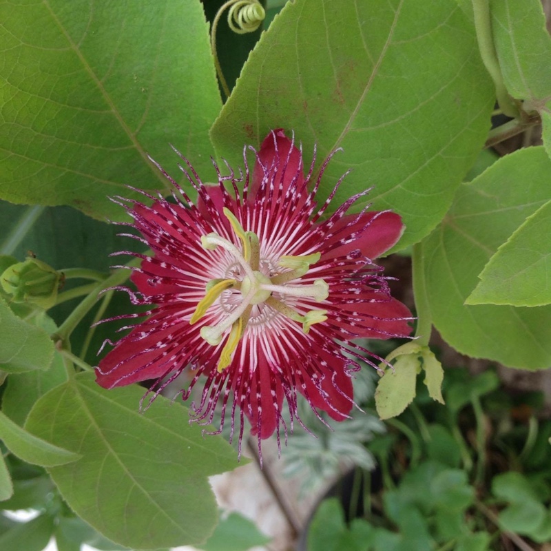 Passiflora �Ruby Red�, Passion flower �Ruby Red� in