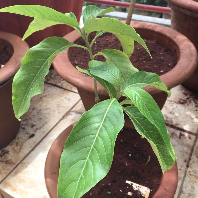 Justicia adhatoda in the GardenTags plant encyclopedia Adulsa, Malabar nut in the GardenTags plant encyclopedia