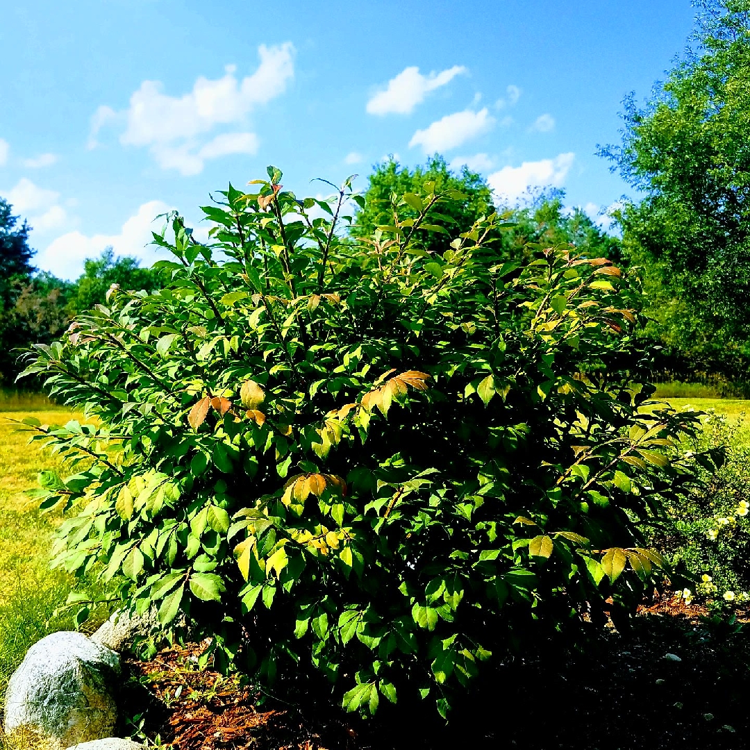 Euonymus planipes (or sachalinensis) in the GardenTags plant encyclopedia Flat-stalked spindle tree in the GardenTags plant encyclopedia