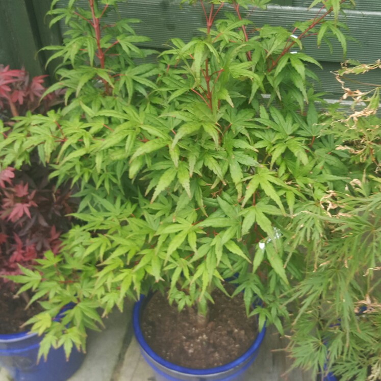 Acer Palmatum Seiun Kaku in the GardenTags plant encyclopedia Japanese Maple Seiun Kaku in the GardenTags plant encyclopedia