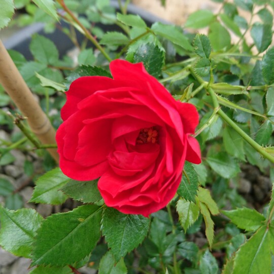 Rosa Raspberry Royale in the GardenTags plant encyclopedia Patio Rose Raspberry Royale in the GardenTags plant encyclopedia