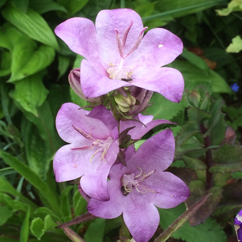 Campanula latiloba Hidcote Amethyst in the GardenTags plant encyclopedia Bellflower Hidcote Amethyst in the GardenTags plant encyclopedia