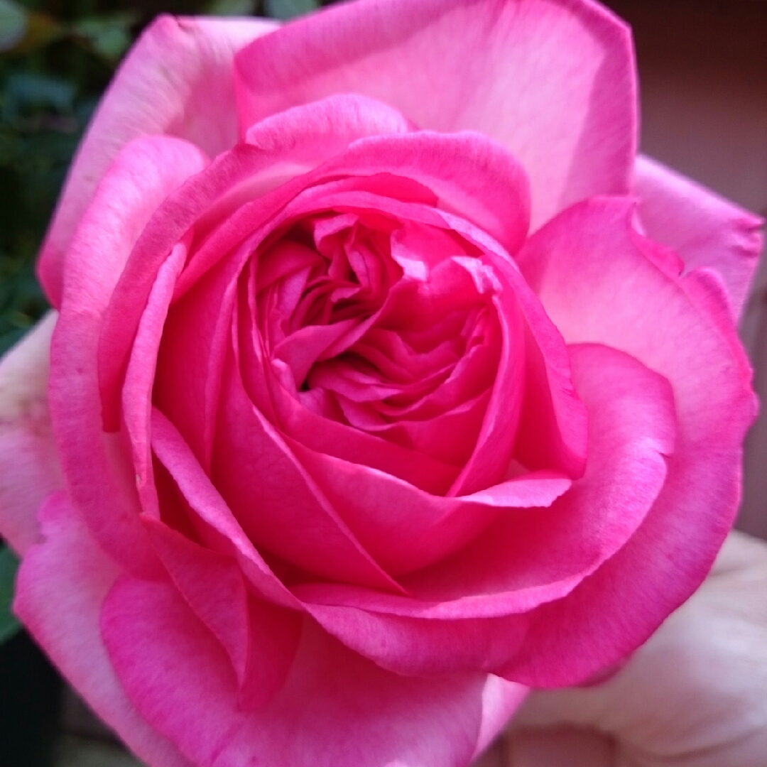 Rosa Celebration Time in the GardenTags plant encyclopedia Floribunda Rose Celebration Time in the GardenTags plant encyclopedia