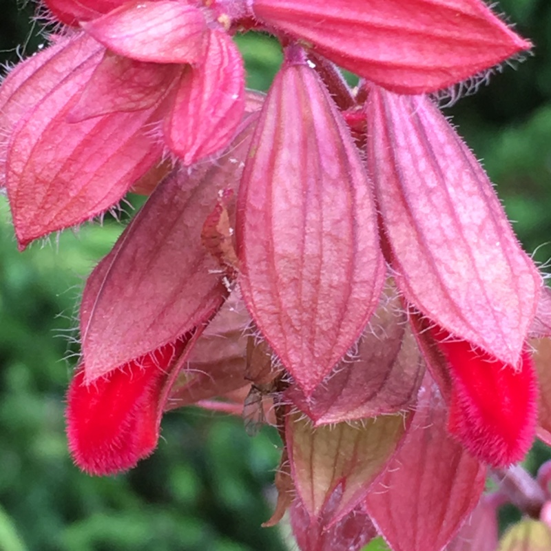 Salvia x hybrida Embers Wish in the GardenTags plant encyclopedia Sage Embers Wish in the GardenTags plant encyclopedia