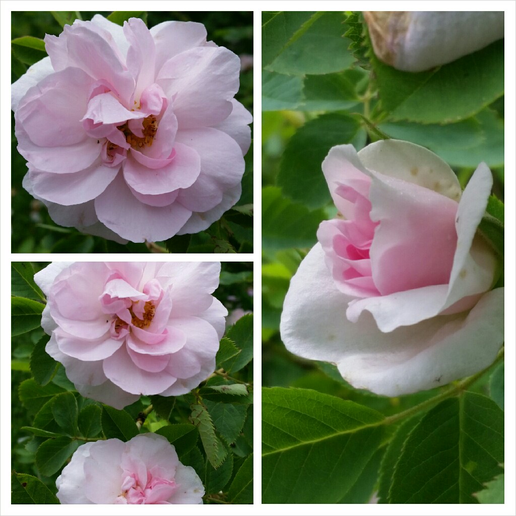Rosa x alba Celestial in the GardenTags plant encyclopedia Old Rose Celestial in the GardenTags plant encyclopedia