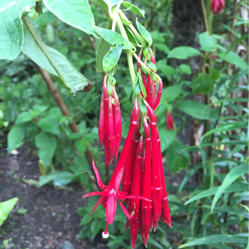 Fuchsia Boliviana in the GardenTags plant encyclopedia Fuchsia Boliviana in the GardenTags plant encyclopedia