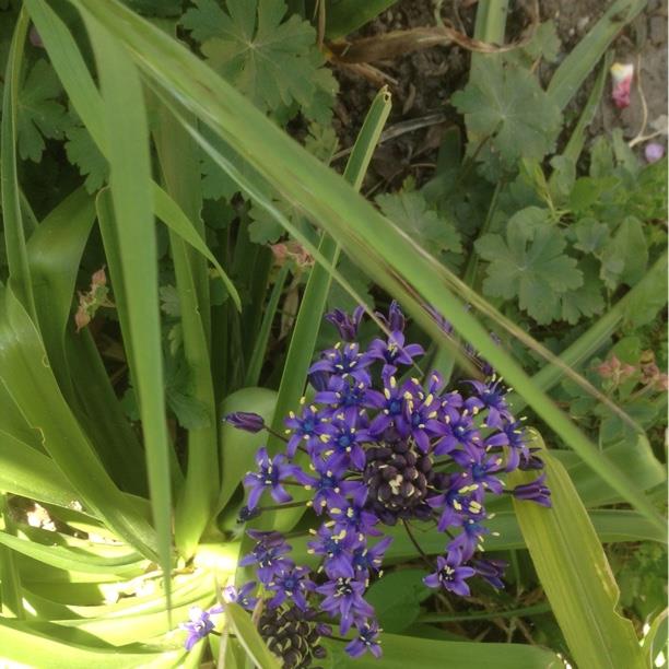 Portuguese Squill in the GardenTags plant encyclopedia