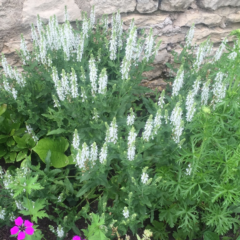 Salvia pratensis Swan Lake in the GardenTags plant encyclopedia Salvia Swan Lake in the GardenTags plant encyclopedia
