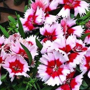 Chinese Pink Super Parfait Red Peppermint in the GardenTags plant encyclopedia