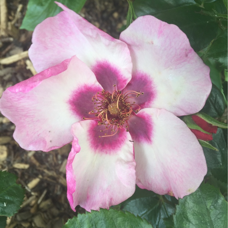 Rosa Bright As A Button in the GardenTags plant encyclopedia Floribunda Rose Bright As A Button in the GardenTags plant encyclopedia