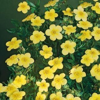 Potentilla fruticosa Katherine Dykes in the GardenTags plant encyclopedia Shrubby cinquefoil Katherine Dykes in the GardenTags plant encyclopedia