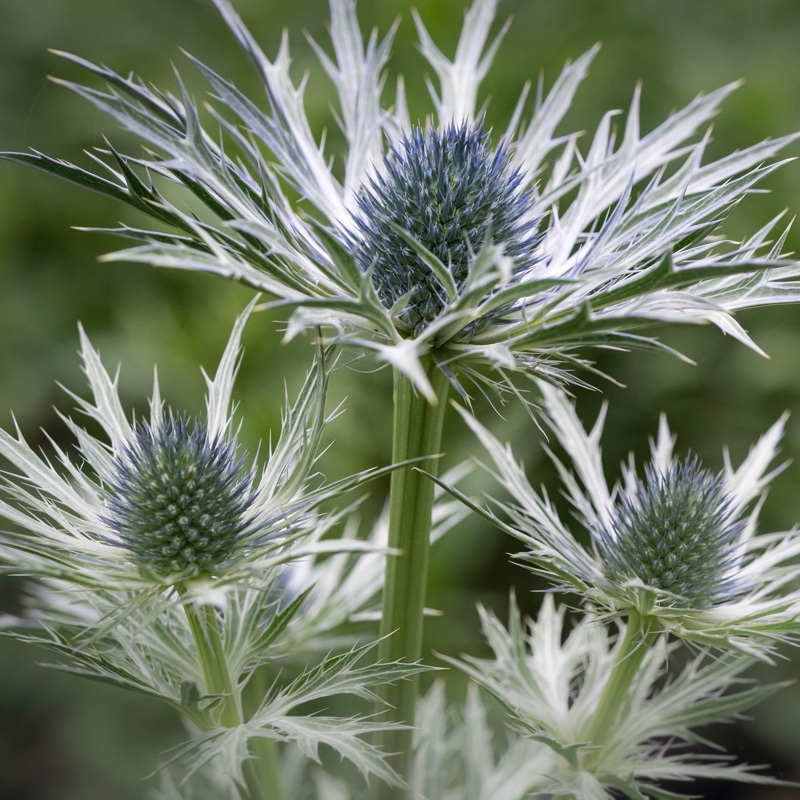 Eryngium x oliverianum in the GardenTags plant encyclopedia Sea Holly in the GardenTags plant encyclopedia