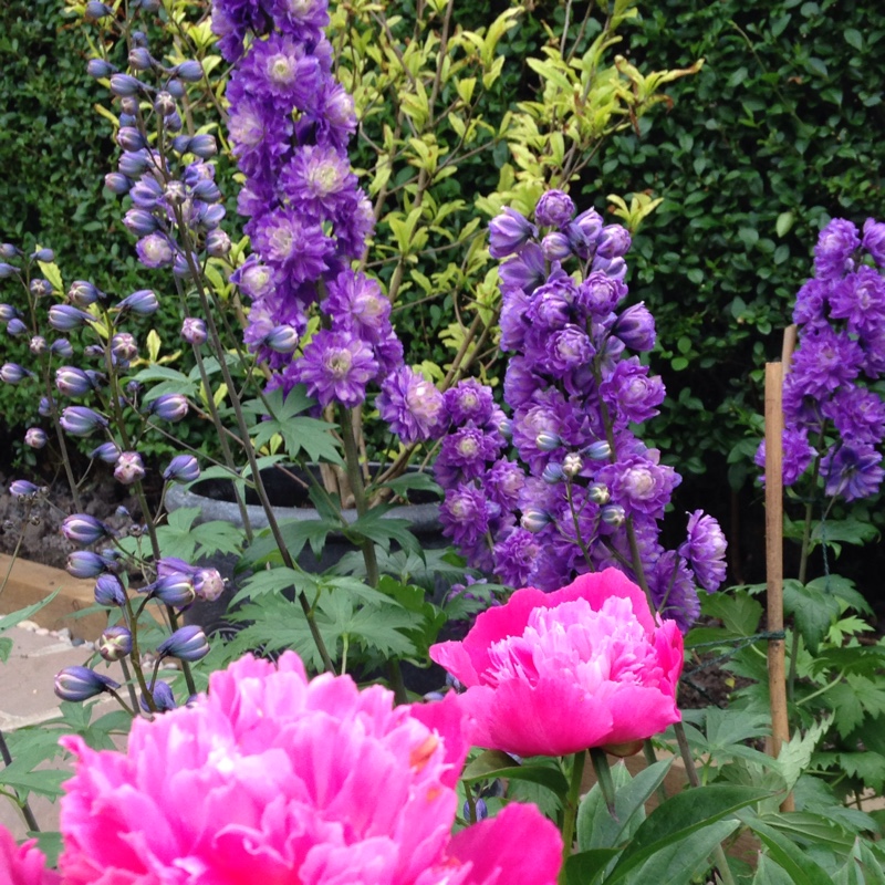 Delphinium Highlander Bolero in the GardenTags plant encyclopedia Delphinium Highlander Bolero in the GardenTags plant encyclopedia