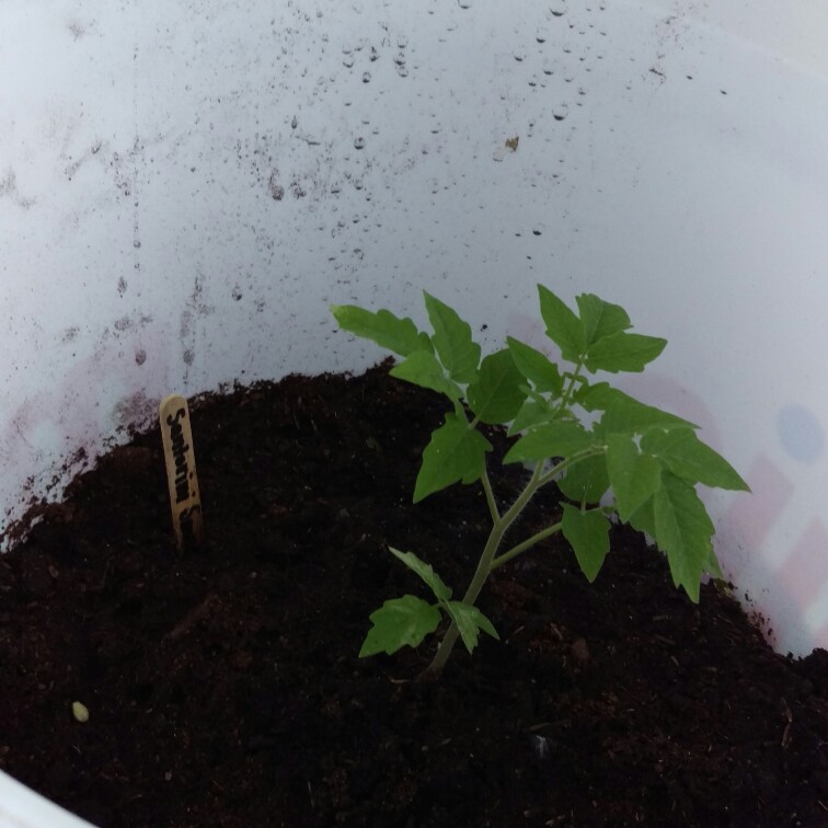 Solanum Lycopersicum var. cerasiforme Santorini in the GardenTags plant encyclopedia Tomato Santorini (Cherry Tomato) in the GardenTags plant encyclopedia