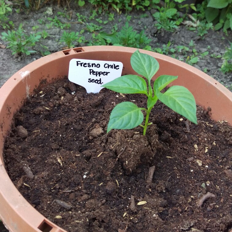 Capsicum Annuum Fresno in the GardenTags plant encyclopedia Chilli Pepper Fresno in the GardenTags plant encyclopedia