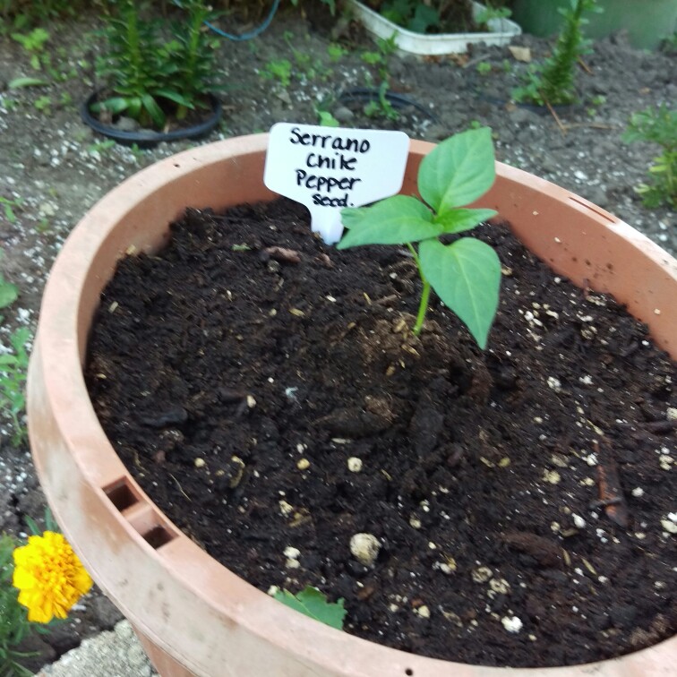 Chilli Pepper Serrano in the GardenTags plant encyclopedia