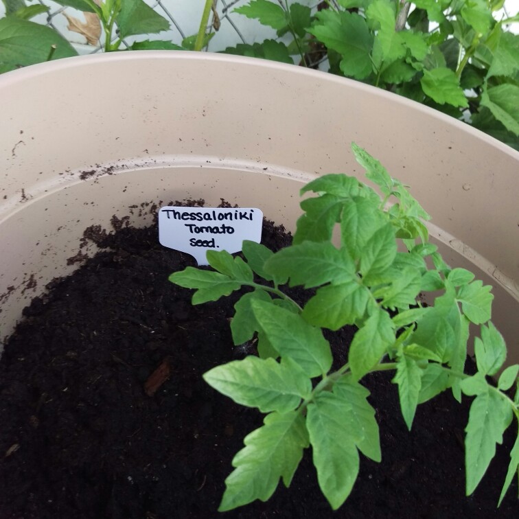 Solanum Lycopersicum Thessaloniki in the GardenTags plant encyclopedia Tomato Thessaloniki in the GardenTags plant encyclopedia