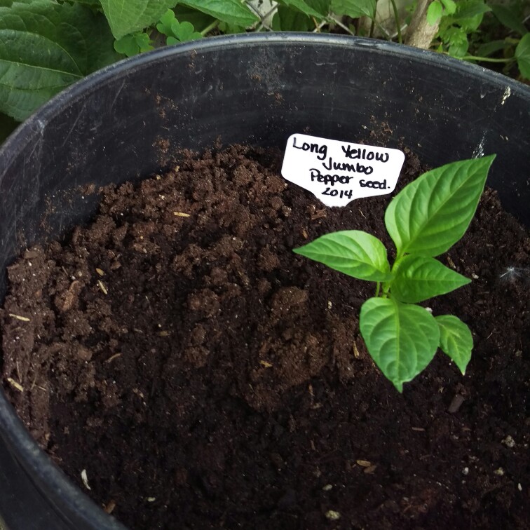 Capsicum annuum Long Yellow in the GardenTags plant encyclopedia Chilli Pepper Long Yellow in the GardenTags plant encyclopedia