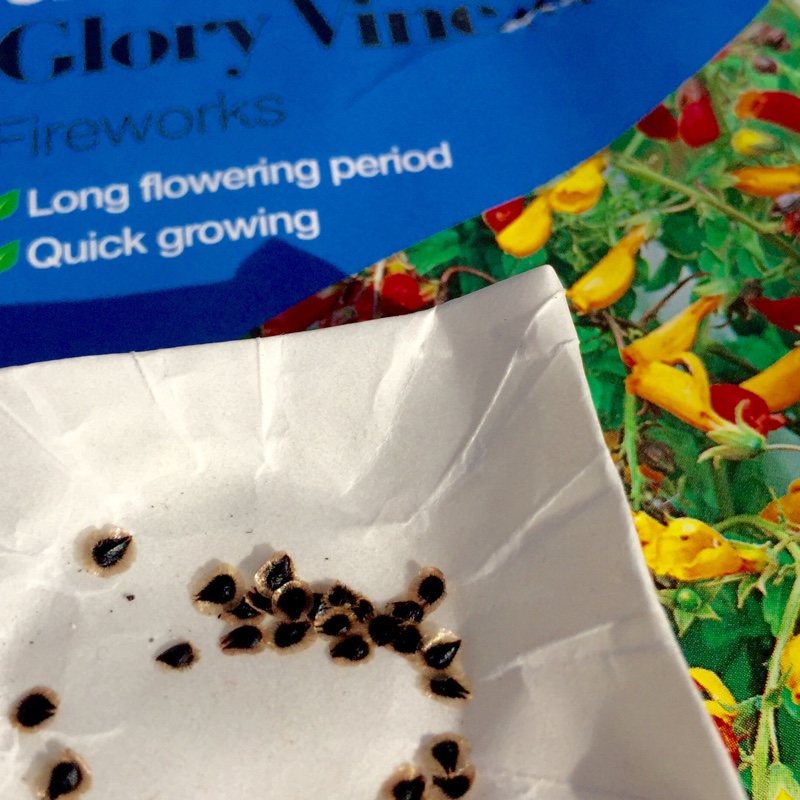 Eccremocarpus scaber Fireworks in the GardenTags plant encyclopedia Chilean Glory Vine Fireworks in the GardenTags plant encyclopedia