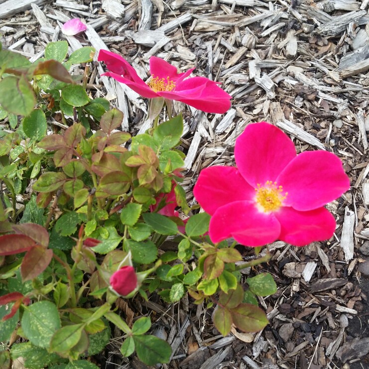 Rose Pink Home Run in the GardenTags plant encyclopedia