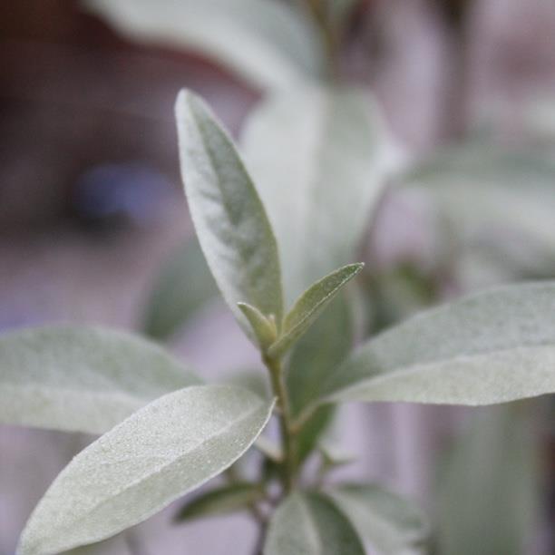 Elaeagnus Quicksilver in the GardenTags plant encyclopedia Oleaster Quicksilver in the GardenTags plant encyclopedia