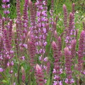 Balkan Clary Sage Amethyst in the GardenTags plant encyclopedia