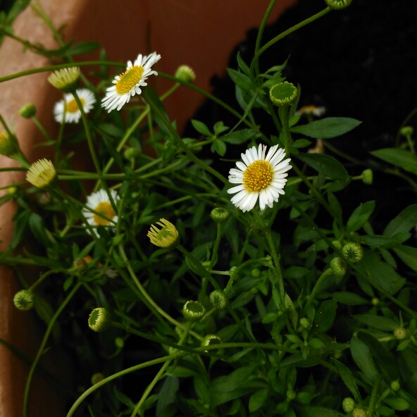 Erigeron karvinskianus Sea of Blossom in the GardenTags plant encyclopedia Mexican fleabane Sea of Blossom in the GardenTags plant encyclopedia