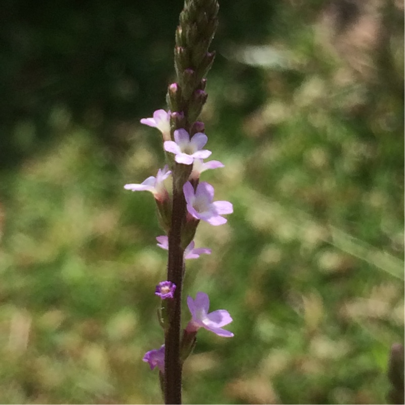Verbena officinalis in the GardenTags plant encyclopedia Common Vervain in the GardenTags plant encyclopedia