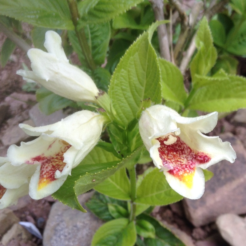 Weigela middendorffiana in the GardenTags plant encyclopedia Middendorf Weigela in the GardenTags plant encyclopedia