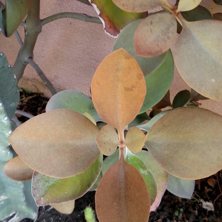 Copper Spoons in the GardenTags plant encyclopedia