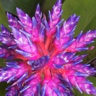 Aechmea Blue Tango in the GardenTags plant encyclopedia Bromeliad Blue Tango in the GardenTags plant encyclopedia