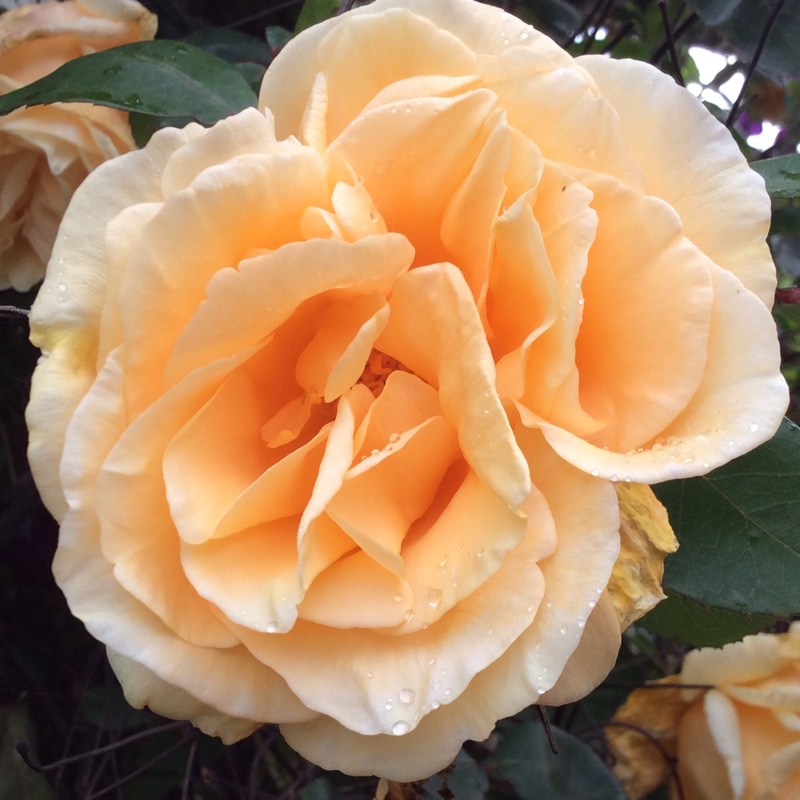 Rose Lady Hillingdon in the GardenTags plant encyclopedia