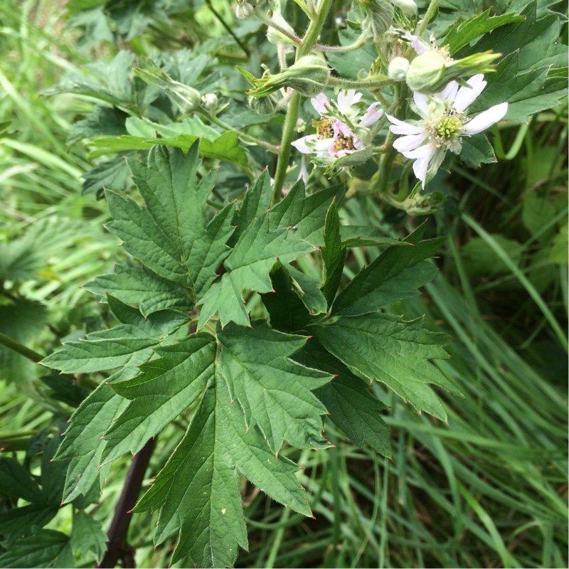 Rubus Laciniatus Oregon Thornless syn. Rubus fruticosus Oregon Thornless in the GardenTags plant encyclopedia Parsley-leaved Bramble Oregon Thornless in the GardenTags plant encyclopedia
