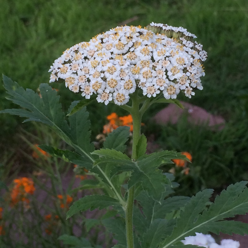 Tanacetum macrophyllum syn. Chrysanthemum macrophyllum in the GardenTags plant encyclopedia Rayed Tansy in the GardenTags plant encyclopedia