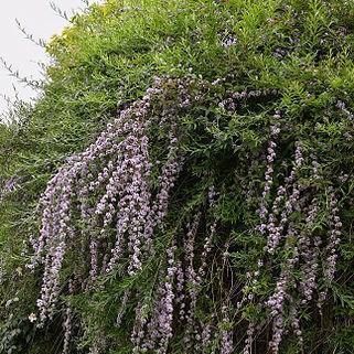 Buddleja alternifolia in the GardenTags plant encyclopedia Alternative-leaved Butterfly Bush in the GardenTags plant encyclopedia