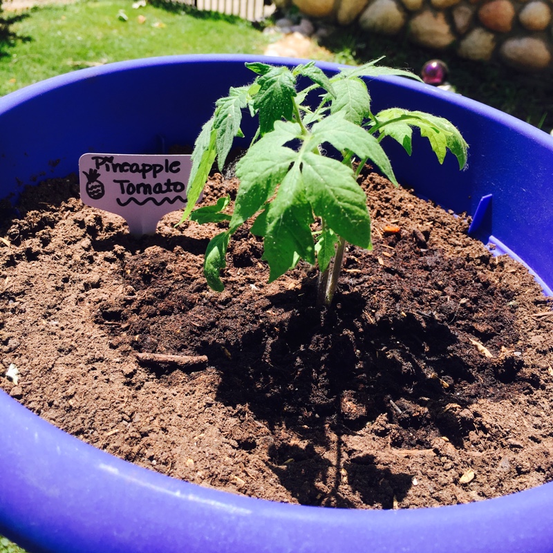 Solanum Lycopersicum Pineapple in the GardenTags plant encyclopedia Tomato Pineapple (Beefsteak Tomato) in the GardenTags plant encyclopedia