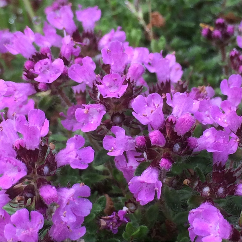 Thymus Doerfleri Bressingham in the GardenTags plant encyclopedia Thyme Bressingham in the GardenTags plant encyclopedia