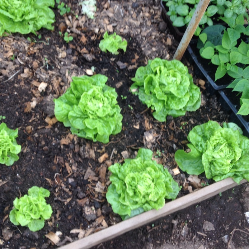 Lactuca sativa Tom Thumb in the GardenTags plant encyclopedia Lettuce Tom Thumb in the GardenTags plant encyclopedia