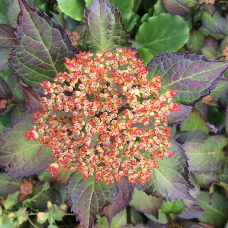 Hydrangea macrophylla Sabrina in the GardenTags plant encyclopedia Mop Head Hydrangea Sabrina in the GardenTags plant encyclopedia