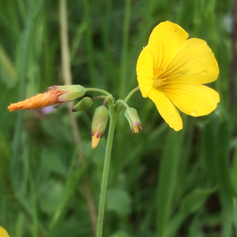 Oxalis valdiviensis in the GardenTags plant encyclopedia Chilean Yellow-sorrel in the GardenTags plant encyclopedia