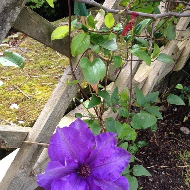 Clematis viticella The President in the GardenTags plant encyclopedia Clematis The President in the GardenTags plant encyclopedia