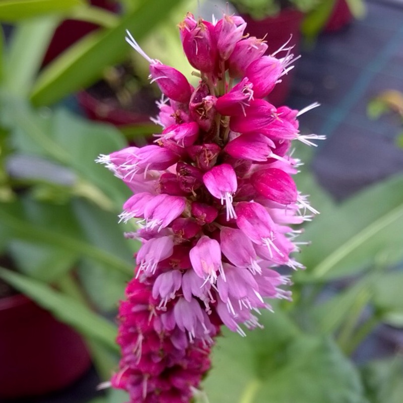 Persicaria bistorta Hohe Tatra in the GardenTags plant encyclopedia Polygonum bistortum in the GardenTags plant encyclopedia