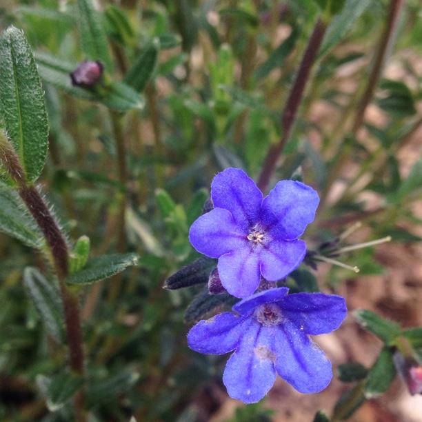 Lithodora Diffusa Compact Blue in the GardenTags plant encyclopedia Lithodora Diffusa Compact Blue in the GardenTags plant encyclopedia