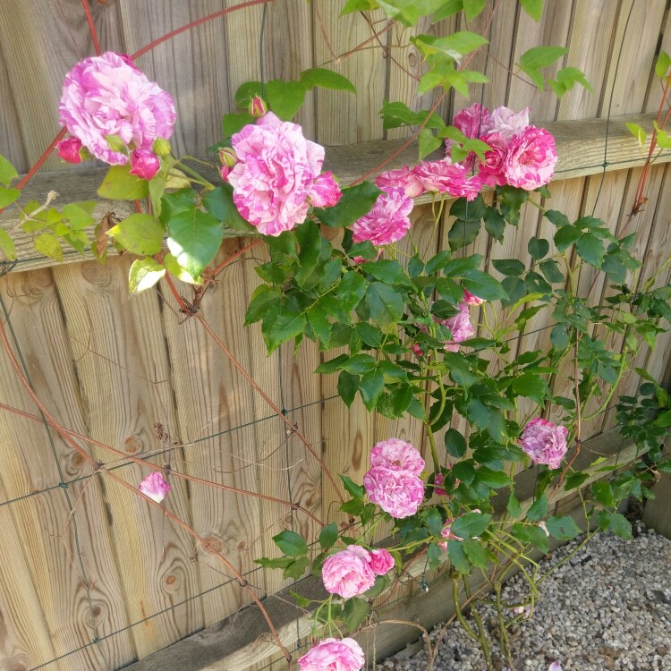 Rosa Bright Ideas in the GardenTags plant encyclopedia Rose Bright Ideas in the GardenTags plant encyclopedia