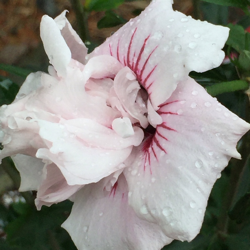 Hibiscus Syriacus Lady Stanley in the GardenTags plant encyclopedia Rose of Sharon Lady Stanley in the GardenTags plant encyclopedia