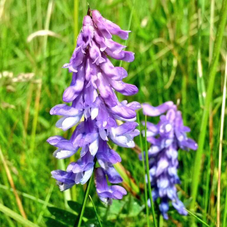 Gymnadenia conopsea in the GardenTags plant encyclopedia Fragrant Orchid in the GardenTags plant encyclopedia