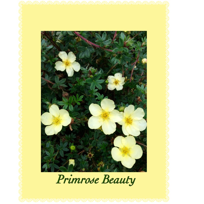 Potentilla fruticosa Primrose Beauty in the GardenTags plant encyclopedia Shrubby cinquefoil Primrose Beauty in the GardenTags plant encyclopedia